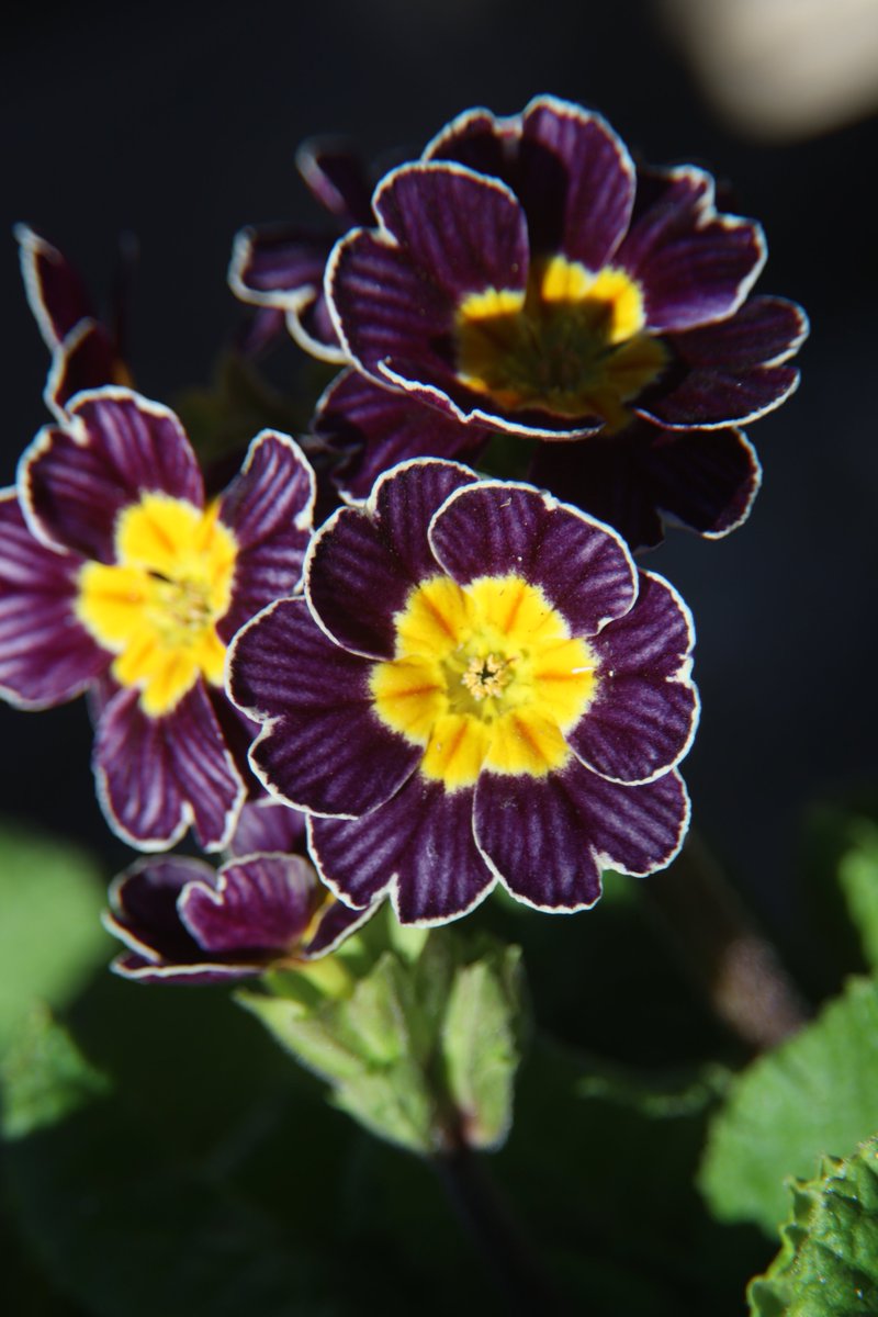 gontanokoneroku's tweet image. Primula ☺️

#FlowerPhotography #Primula #PolyanthusPrimrose