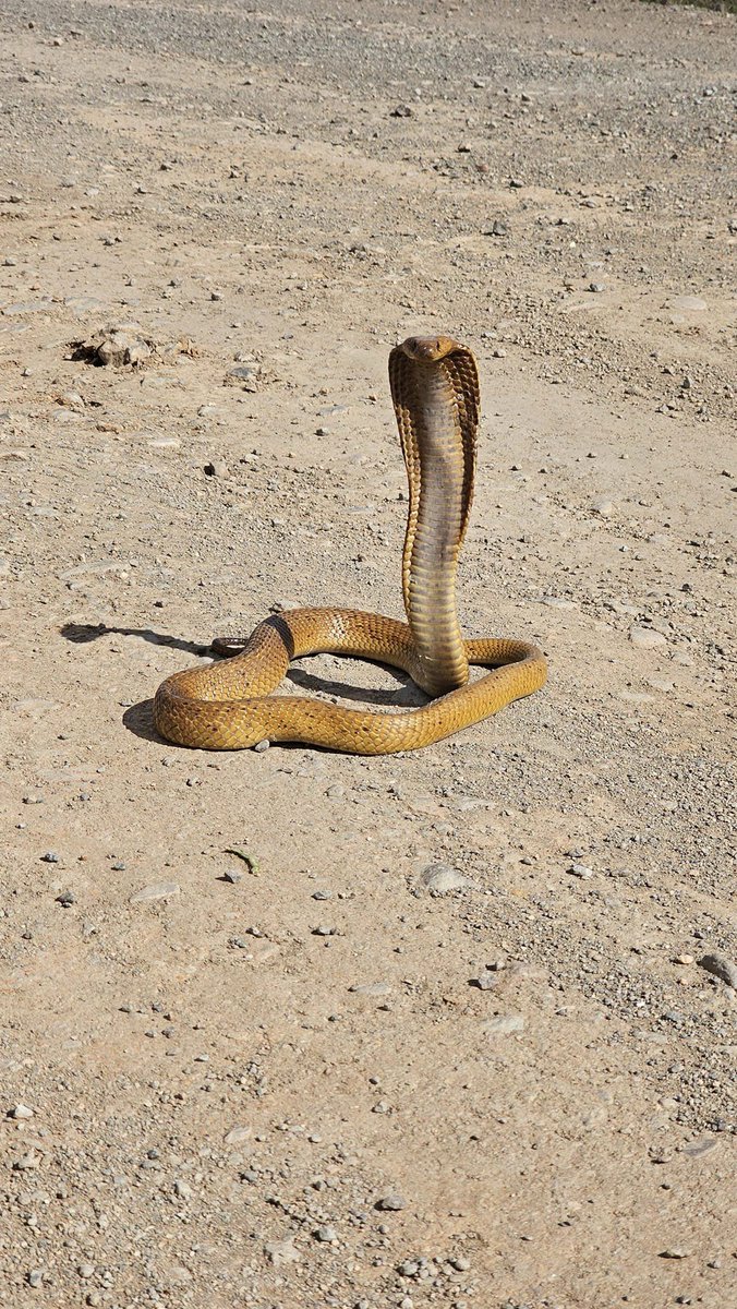 _ArriveAlive's tweet photo. Cape Cobra successfully captured in Middelweg, Oudtshoorn https://t.co/RY4LdKuTzr
#ArriveAlive #SnakeCaptured #CapeCobra @Oudtmun https://t.co/sq6FPR0QVO