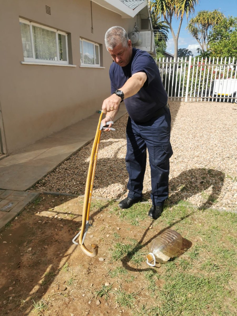 _ArriveAlive's tweet photo. Cape Cobra successfully captured in Middelweg, Oudtshoorn https://t.co/RY4LdKuTzr
#ArriveAlive #SnakeCaptured #CapeCobra @Oudtmun https://t.co/sq6FPR0QVO