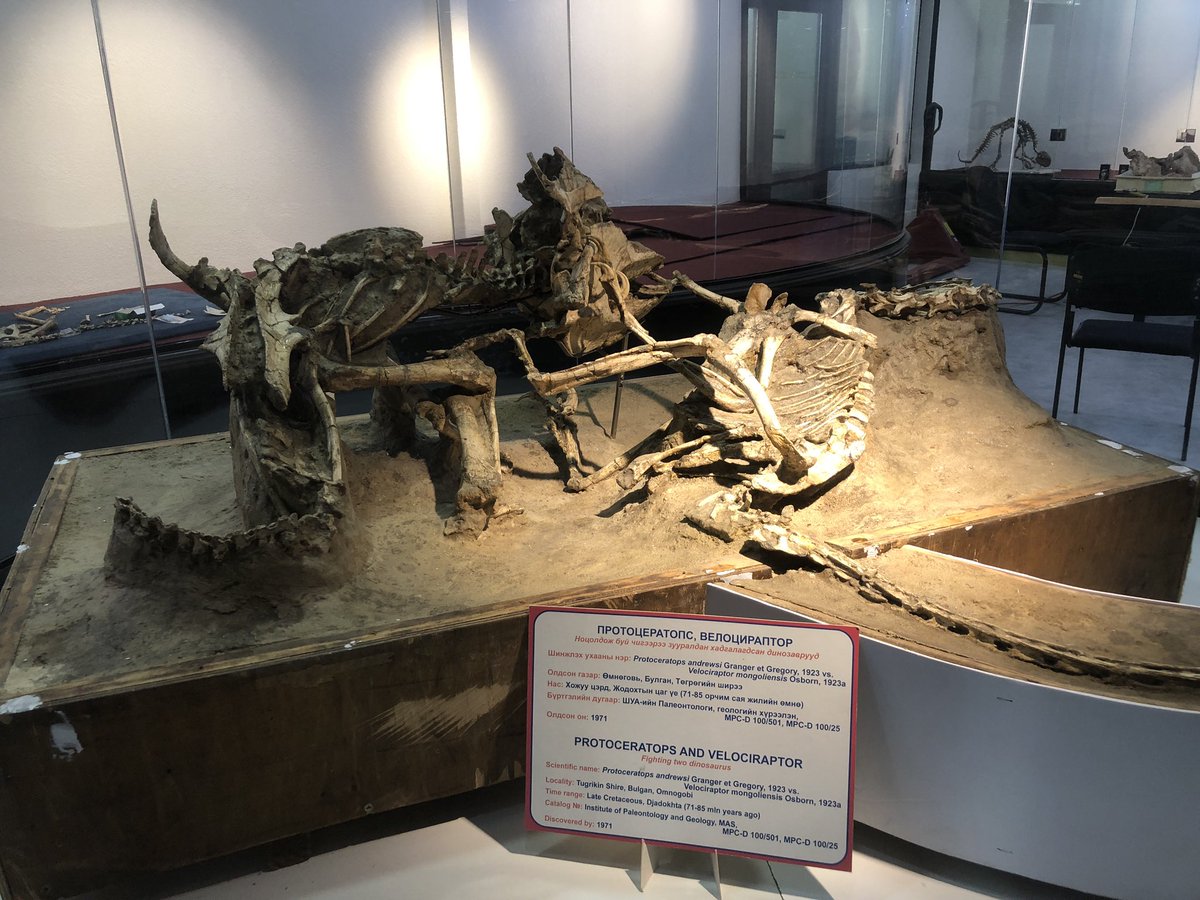 Visiting one of the most famous vertebrate paleontological institutes in Asia, MPC.