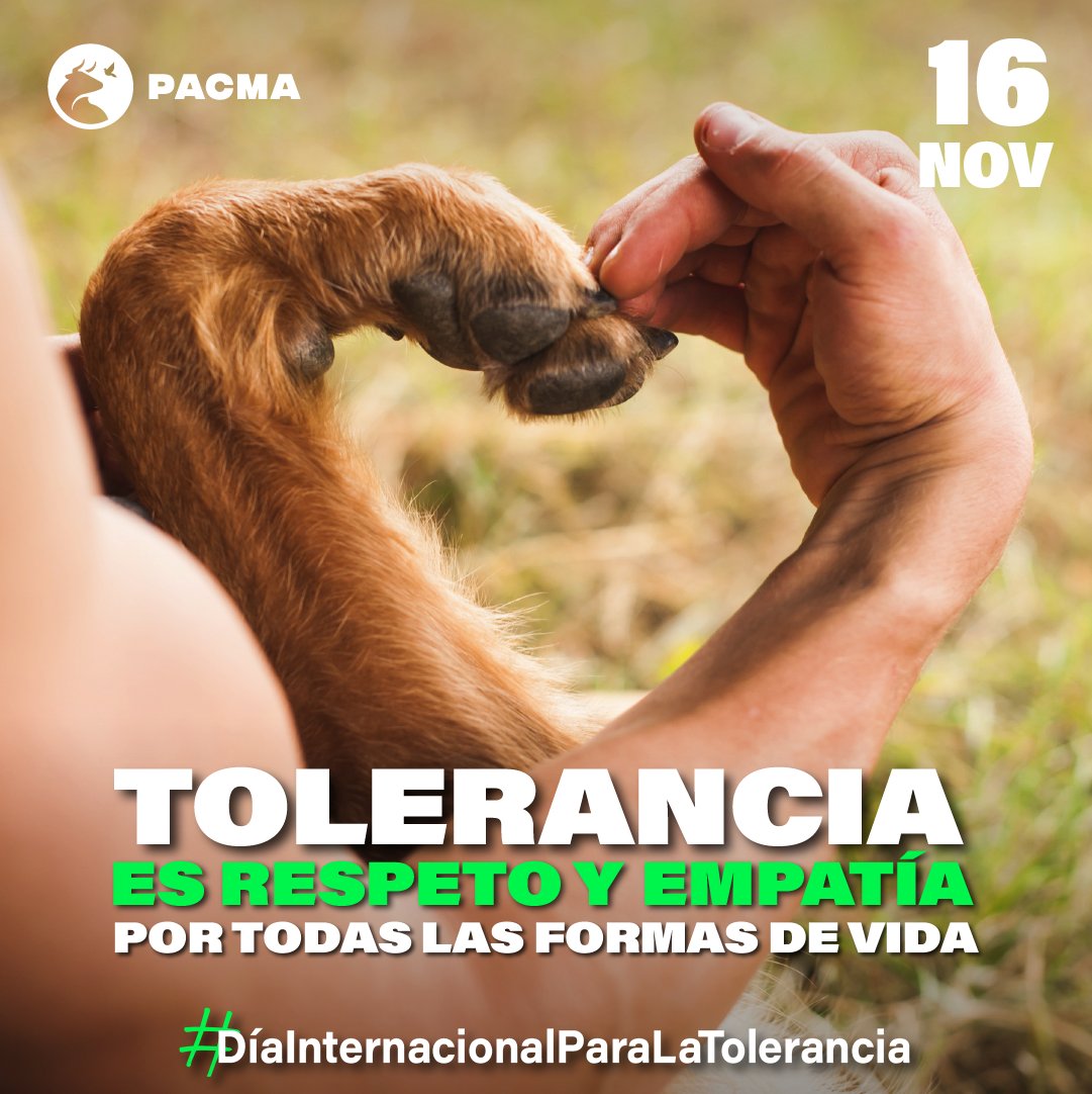 🟢Desde PACMA, en este #DíaInternacionalParaLaTolerancia, recordamos la importancia de respetar a todos: personas y animales.

🌍La diversidad nos enriquece y la empatía, sin discriminación ni odio, construye un mundo más justo.

💚¡Mejorémoslo juntos con la tolerancia!