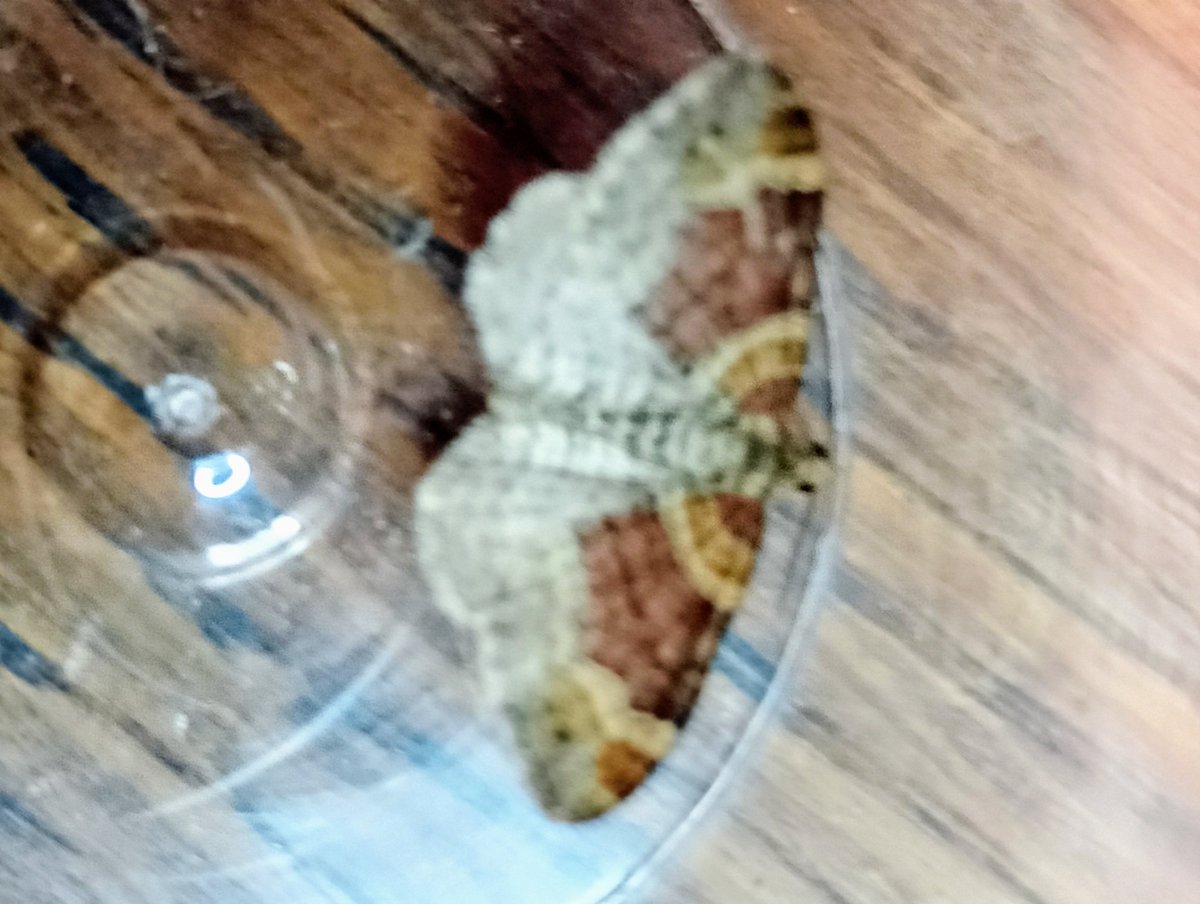 Moth trap nr. Kingsbridge last night, only Feathered Thorn, 2 battered Common Marbled Carpet &amp; this Red Twin Spot Carpet, my latest by 2 months