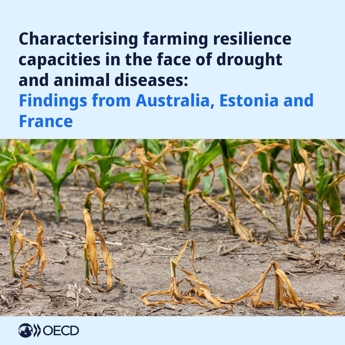 Our new paper explores agricultural resilience, looking specifically at drought and livestock disease in 🇦🇺 Australia, 🇪🇪 Estonia and 🇫🇷 France.

🚜Learn how policies that improve productivity and technical change can also improve farm resilience.

🔗oe.cd/5J7