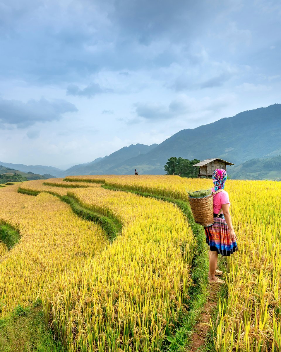 🌾 Il Vietnam, con oltre 3.000 km di coste, è vulnerabile al cambiamento climatico. Il Delta del Mekong e il Fiume Rosso sono a rischio per salinizzazione e inondazioni. Scopri di più su aroundtheblue.org  #ATB #Vietnam