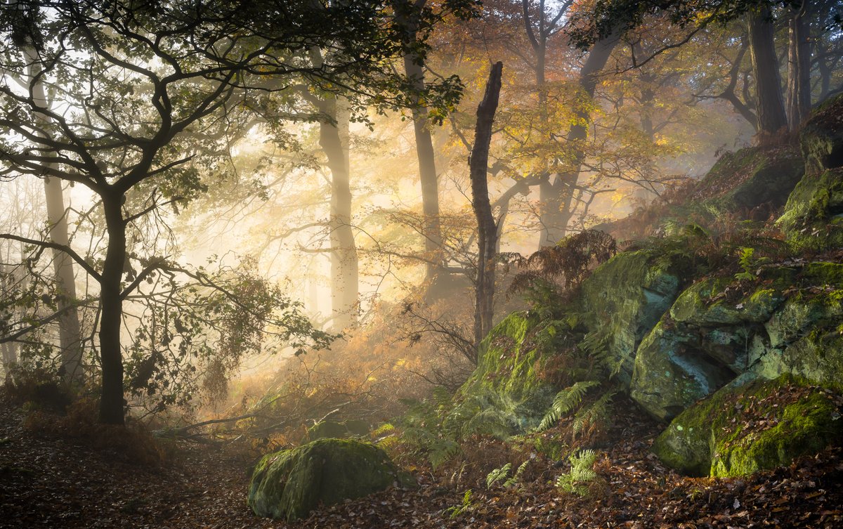 Beautiful conditions in my favourite local woodland