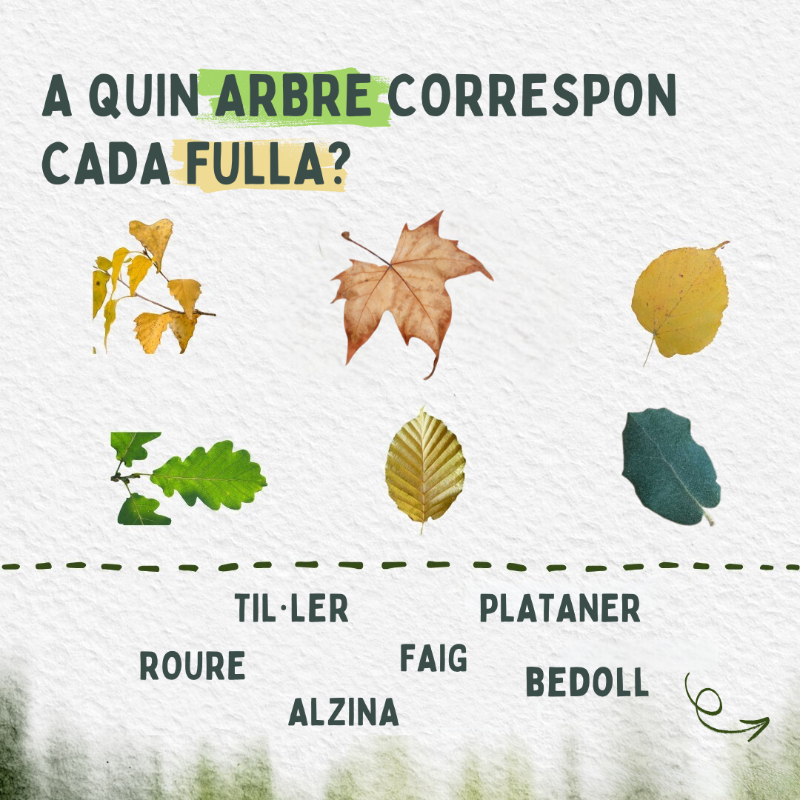 ComissioEuropea's tweet photo. Sabies que Europa és una de les regions més riques en boscos del món?
Et posem a prova amb alguns arbres autòctons 🍁🍂
I et compartim l'estratègia #EUForests per al 2030: accions concretes per millorar la quantitat i la qualitat dels boscos de la UE.
Clica per saber-ne més⬇️