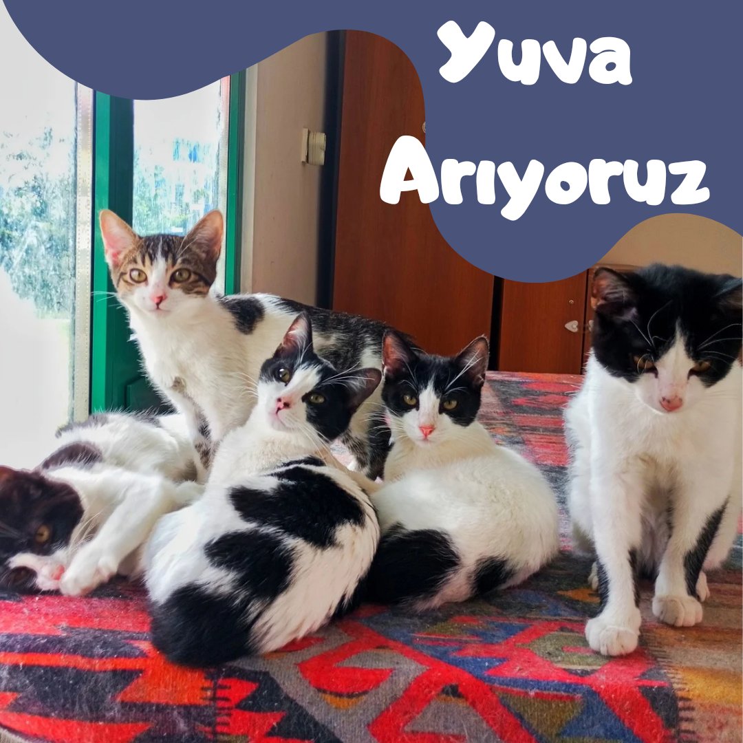 ytuhayhak's tweet photo. Viral hastalıkları sebebiyle uzun süredir kulüp odasında baktığımız bebekler artık iyileşti ve yuva arıyorlar. 
4 aylık, oyuncu ve çok sevecenler. Isırma, tırmalama huyları yok. 
Bu miniklere yuva olmak isterseniz bize mesaj üzerinden ulaşabilirsiniz. https://t.co/Qr4jCSW6Jc