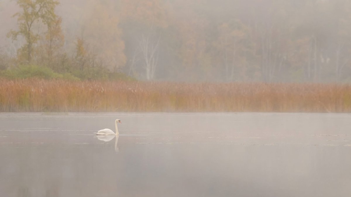 The winner of this year's Berkshire Magazine photo contest is Dana Goedewaagen, whose image you see here, titled "Solo.”