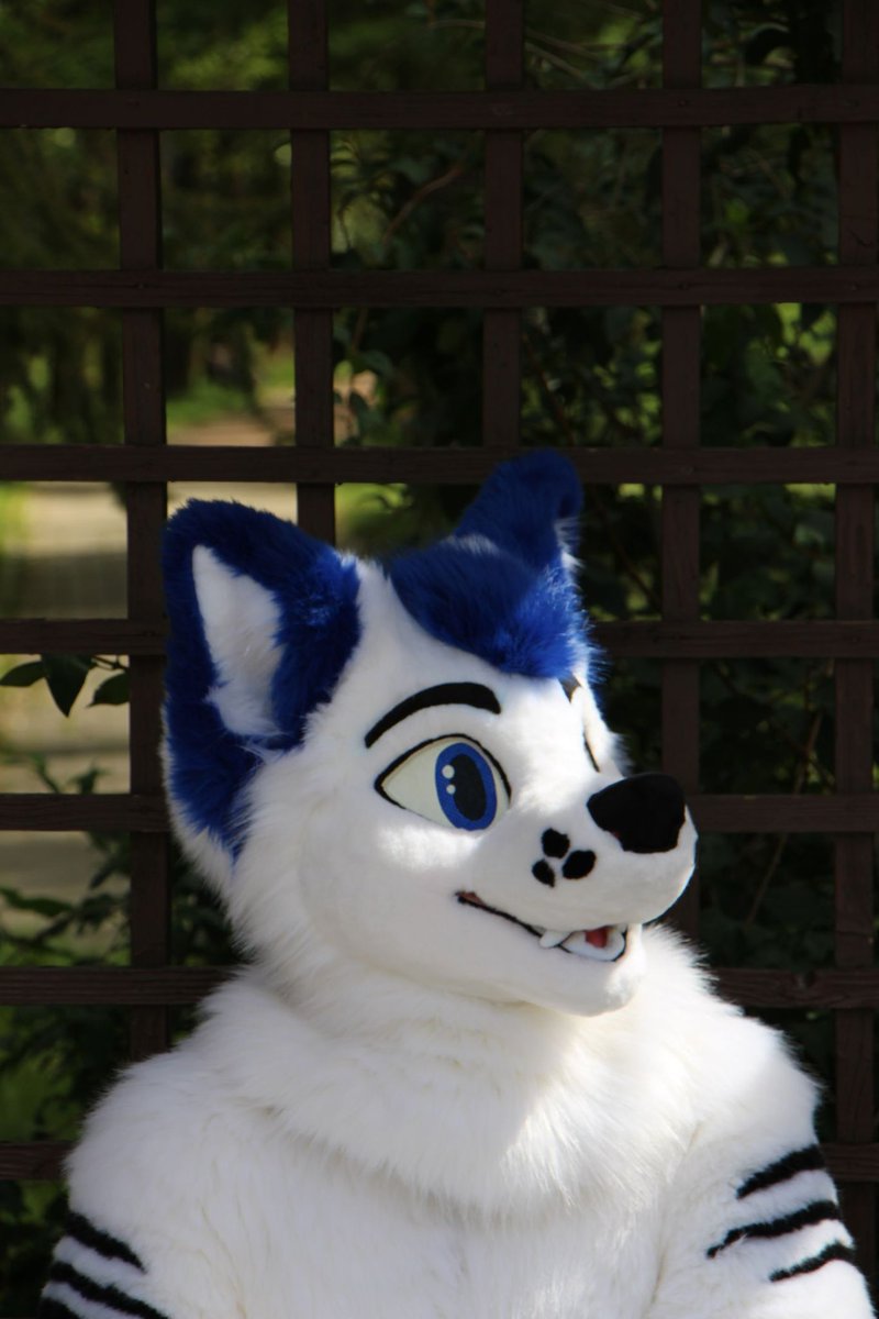 krislintigo's tweet photo. I didn't come up with a good text for this photo, it's just great, don't you think?

Happy #FursuitFriday everyone, and happy weekend! https://t.co/8IoFBJiXvP