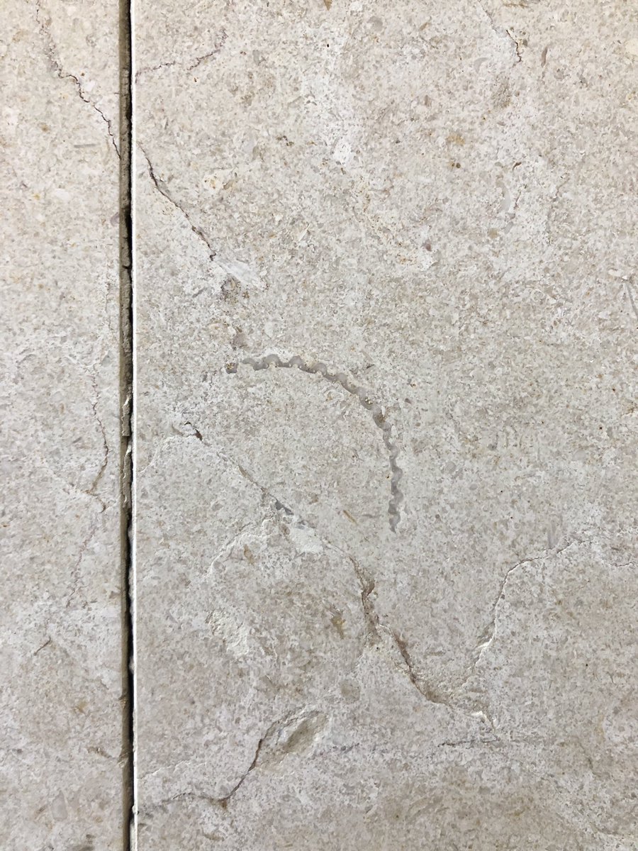 bsky.app/profile/kutan4…
原宿トリニティビルの入口に海綿や二枚貝の化石を発見しました。
#街の中で見つかるすごい石
#UrbanGeology
#金曜日だから化石貼る
#FossilFriday