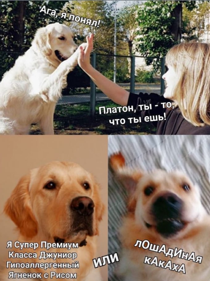 Собачьи радости (пёс да я) tweet media