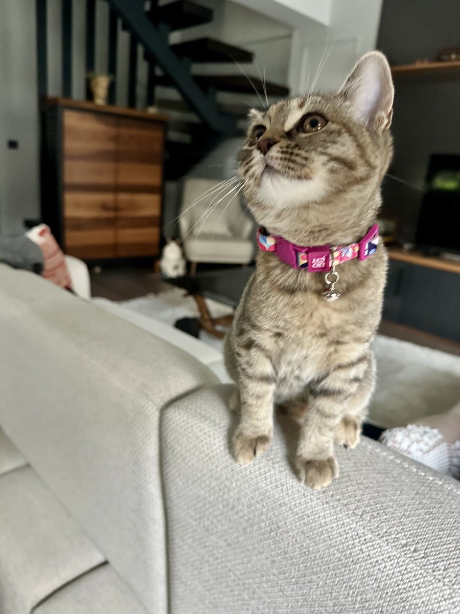 Vet tasma hediye eddi şanırsam bna aşıkkk