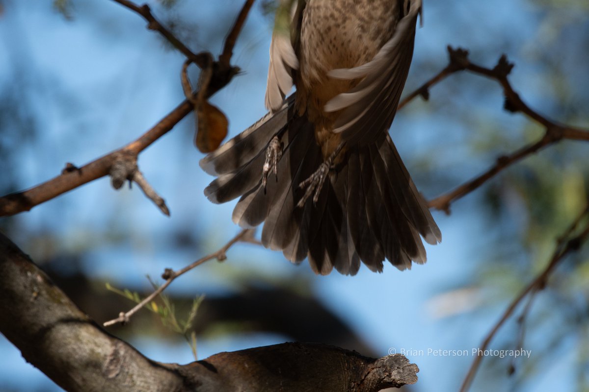 Dr_Brian_Pet's tweet photo. Completely unedited #photos 😲
#badpic #badpics
This is how they came out of the camera🤷♂️ https://t.co/g7kV1dsB2Y