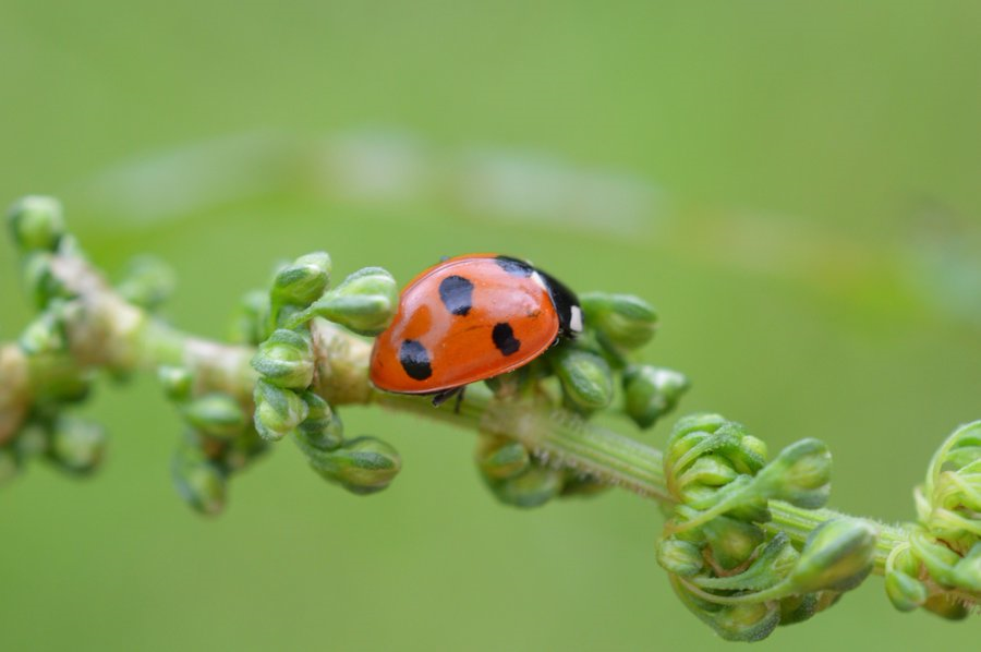 🚨Dataset Update 🚨 

Our Ladybirds of Ireland dataset has had another update and now has 18,144 across 34 species.  

Remember you can submit all of your ladybird records through Ireland's Citizen Science Portal. All records will go on to inform our #LadybirdAtlas2025 project.