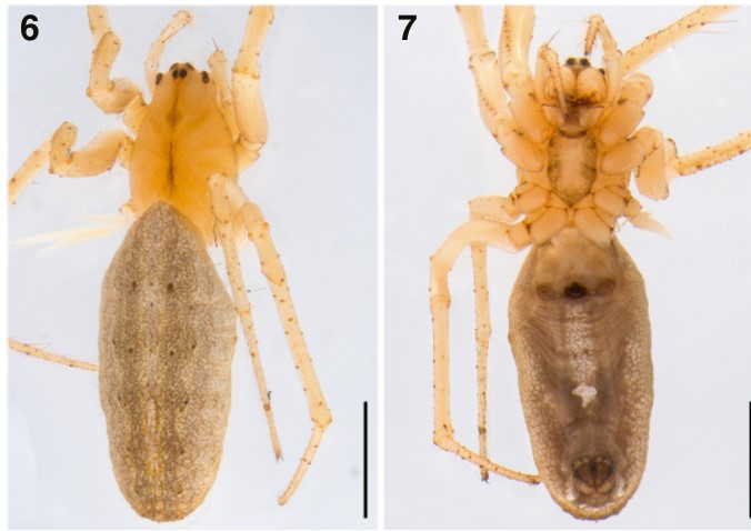 Opwall Science tweet media