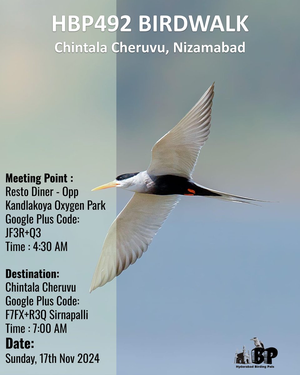 kishorebakshi's tweet photo. #HBP492 Birdwalk at Chintala Cheruvu on 17Nov2024 
#telanganabirdinghotspots
#HBPBirdwalk
#Sundaybirdwalks
#birding
#birdinghobby
#hyderabadbirdingpals
#birdwalks
#birdphotography
#birdphotographers
#birdwatchers
#birdwatchinghobby
#birdwatching https://t.co/X1Rhk4C6aO