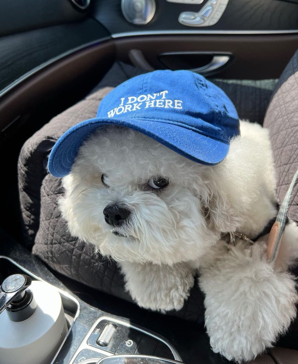 💖 (@twaniimals) on Twitter photo 