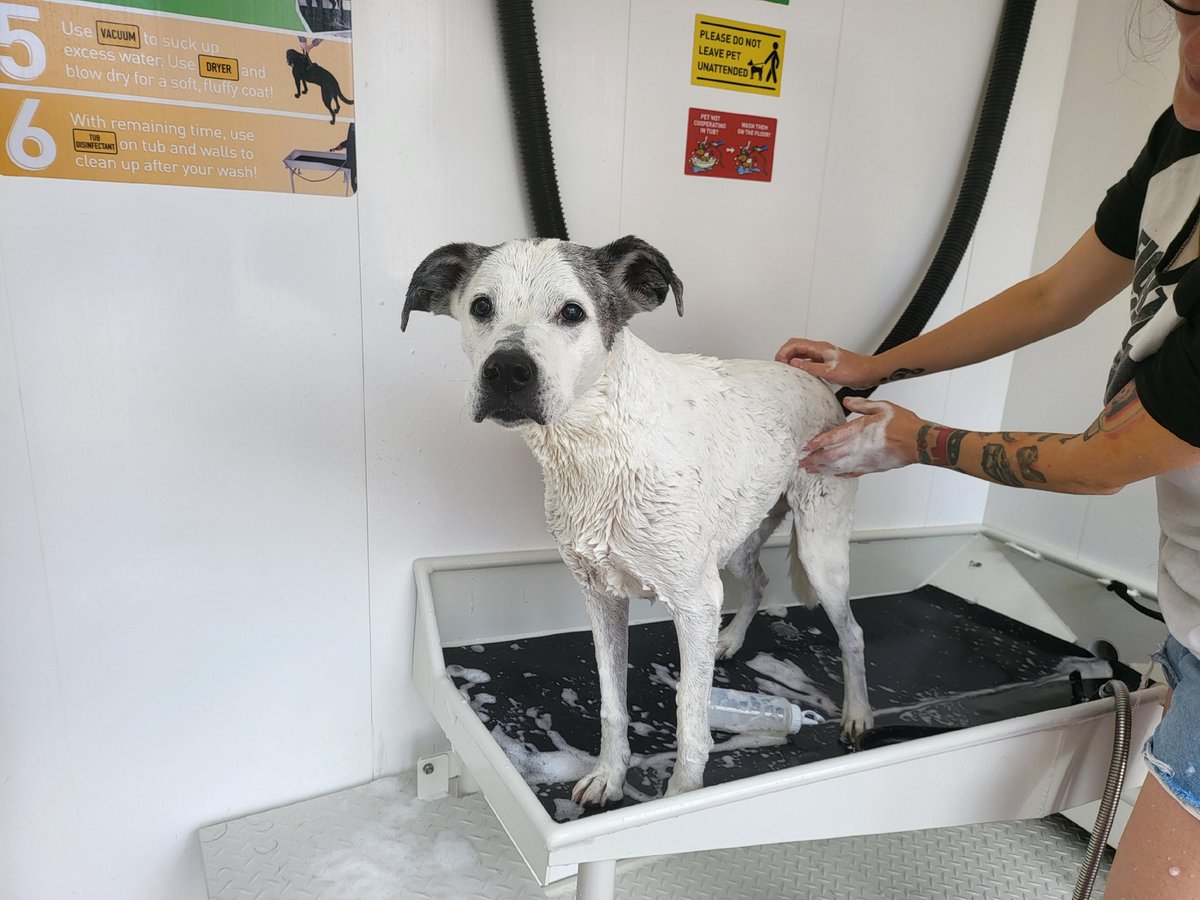 No matter their size, our 24/7 Pet Wash is accommodating for all dogs! The wash table is just below waist height, and slants down to about knee-high at the drain &amp; there's a step at the end of the table to assist larger dogs getting into the tub! penguinly.social/5YTysz