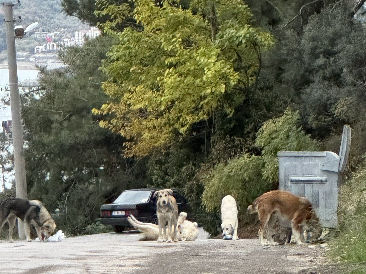 "Mudanya’nın her yeri köpek sürüsü sahilden mahallelere kadar. Çöp atmaya, dışarı çıkmaya korkar olduk. Paylaşırsanız sevinirim."
<a href="/MudanyaBel/">Mudanya Belediyesi</a>