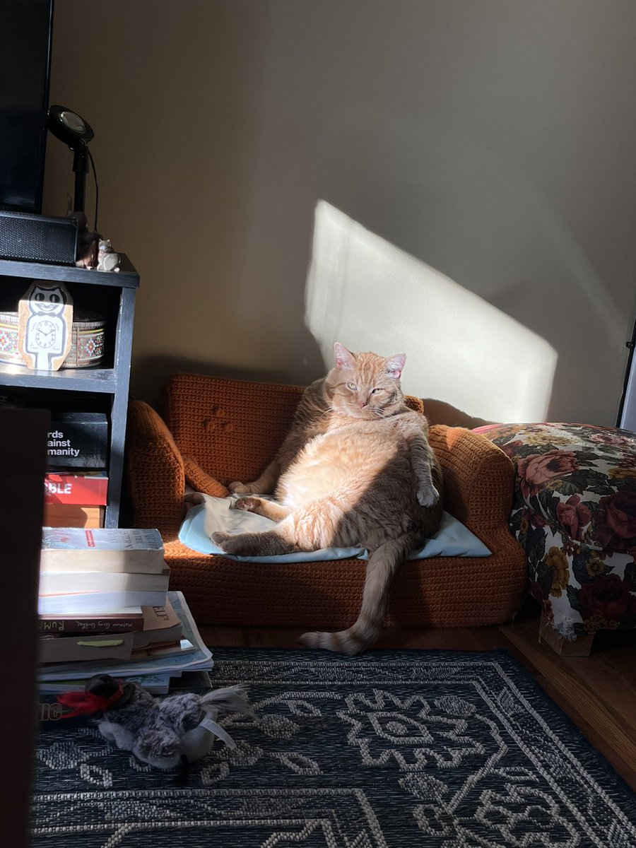 internetalison's tweet photo. two ways to lounge on the cat couch demonstrated by eugene https://t.co/S2g8WPEcUd