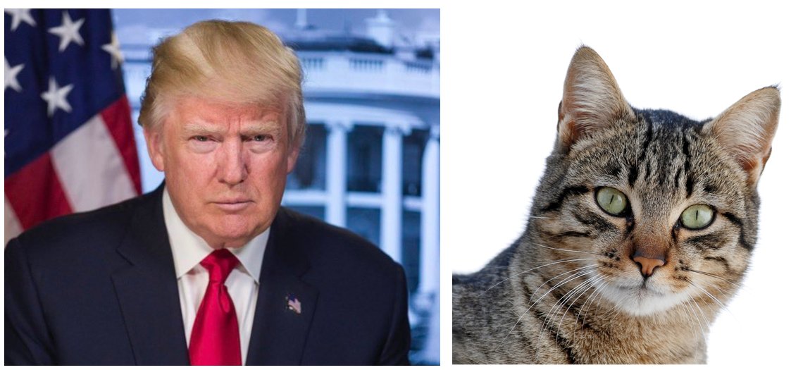 CorncrakeLife's tweet photo. BREAKING NEWS:    

Donald Trump announces Cat as new White House Dog  and senate representative for the protection of small wild animals. https://t.co/1aiyf58wOy