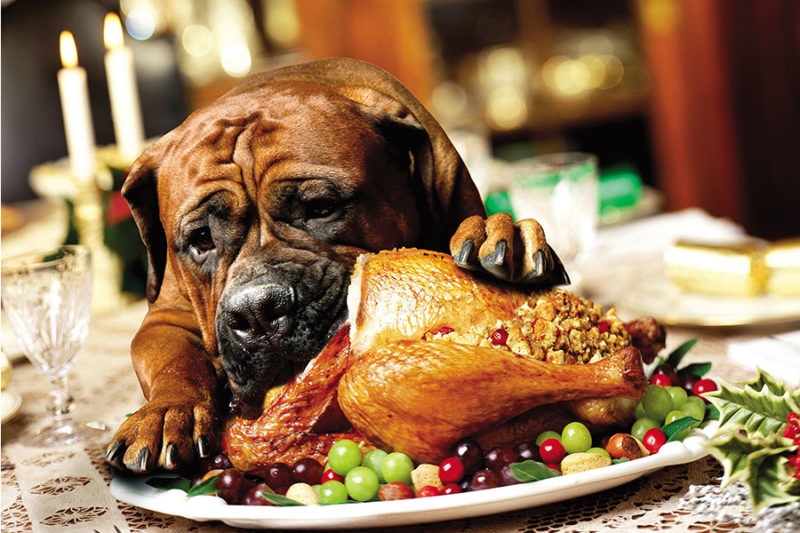 The Pet Buzz tweet media