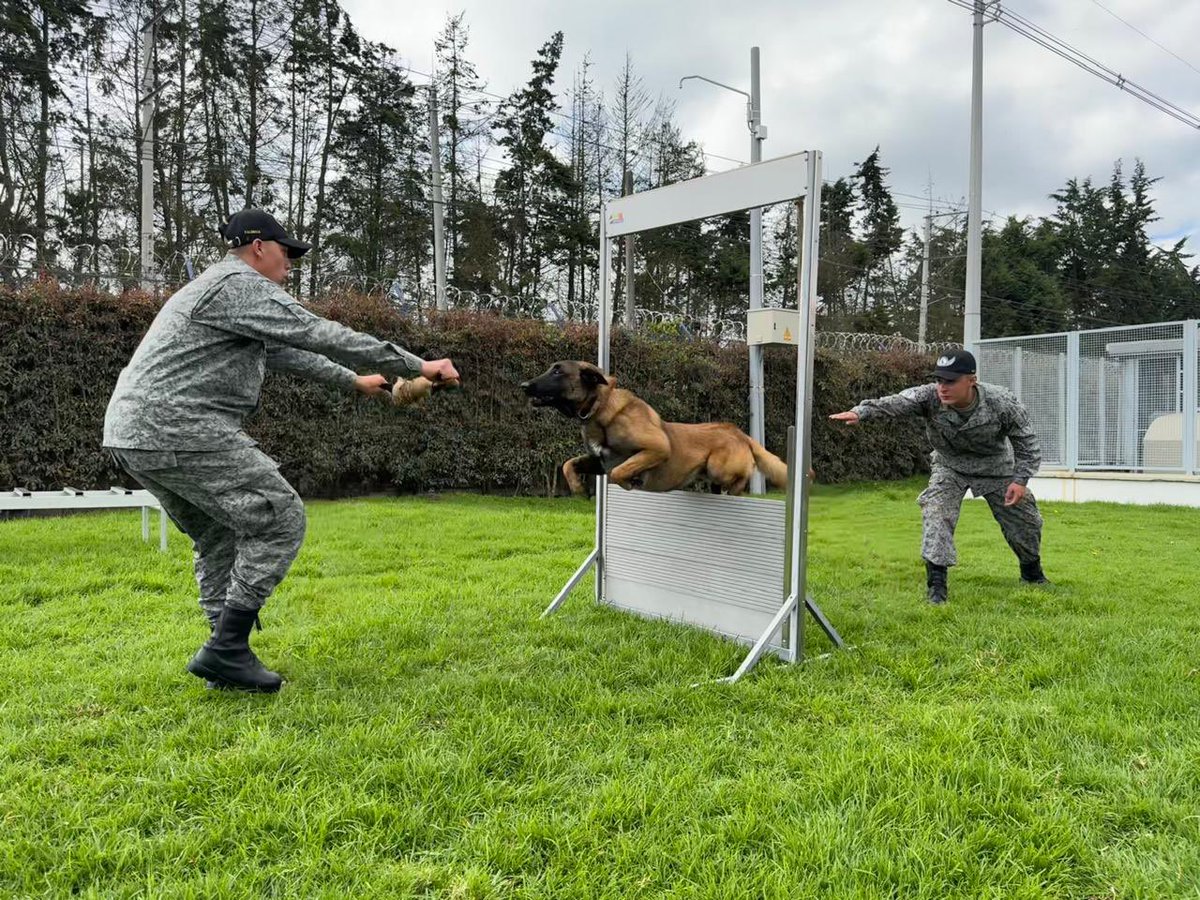 FuerzaAereaCol's tweet photo. Con el fin de fortalecer las competencias de los jóvenes que prestan el servicio militar, 55 soldados de la #FuerzaAeroespacial🇨🇴, recibieron el título de Técnico Laboral en Manejo de Caninos.
➡️https://t.co/L86Fnbt9OO
#SiempreFirmes
#TécnicosLaboralesFAC
#ESUFA
#CAMAN https://t.co/OhTA6e6fF4