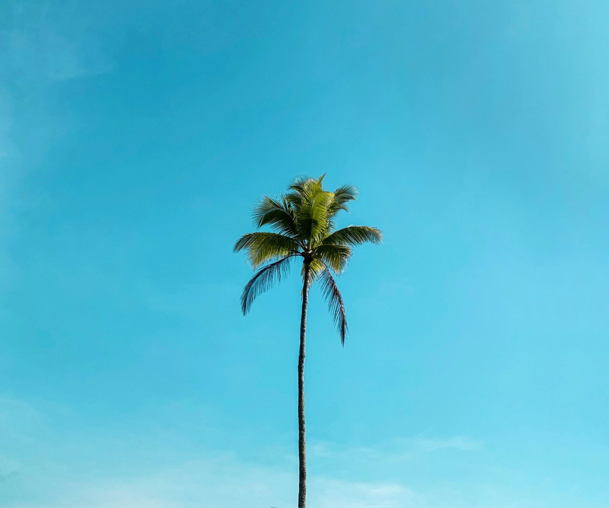 davidpsdem's tweet photo. Good morning y’all.
Wishing you Blue skies and a great day! 

#StopProject2025 
#EqualityAct 
#BanAssaultWeapons 🟧☮️ 
#CodifyRoe 

😎☀️✌️🌴🌈☕️🕊️💙🇺🇸🧢
@GenZisDaFuture @DirtyJersey1979 @addie_1122 @J_Schiavo @dancindanw @wdrohrer https://t.co/d0N9GedltY