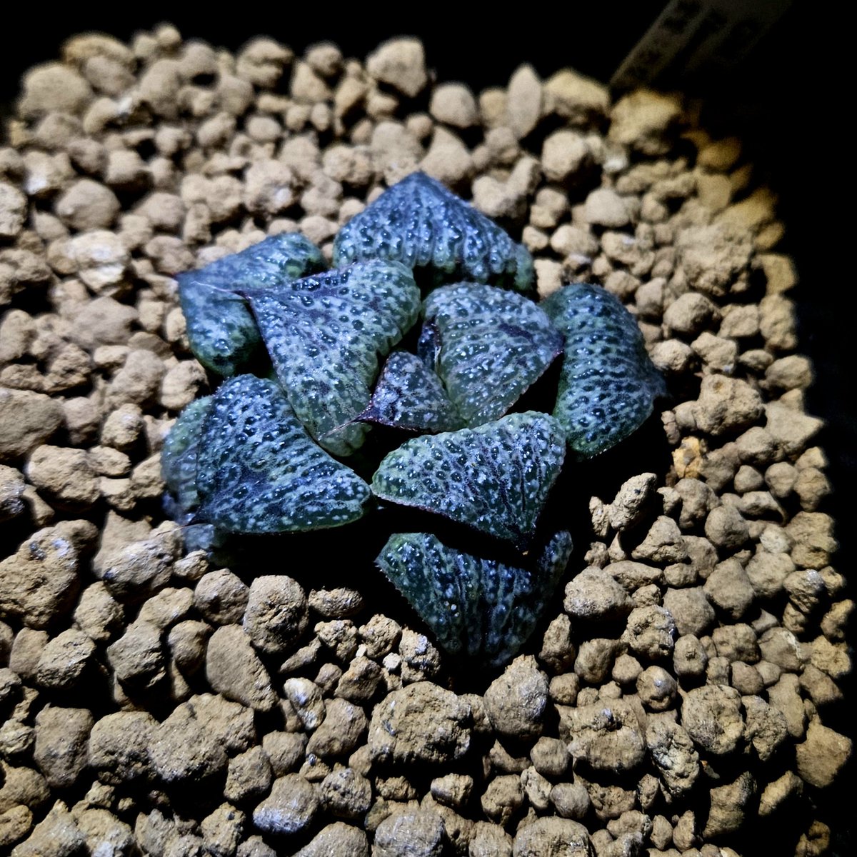 atplant11's tweet image. 메탈릭한 창이 눈을 이끈다

#하월시아 #다육식물 #haworthia
 #ハオルチア
#たにくしょくぶつ #多肉植物