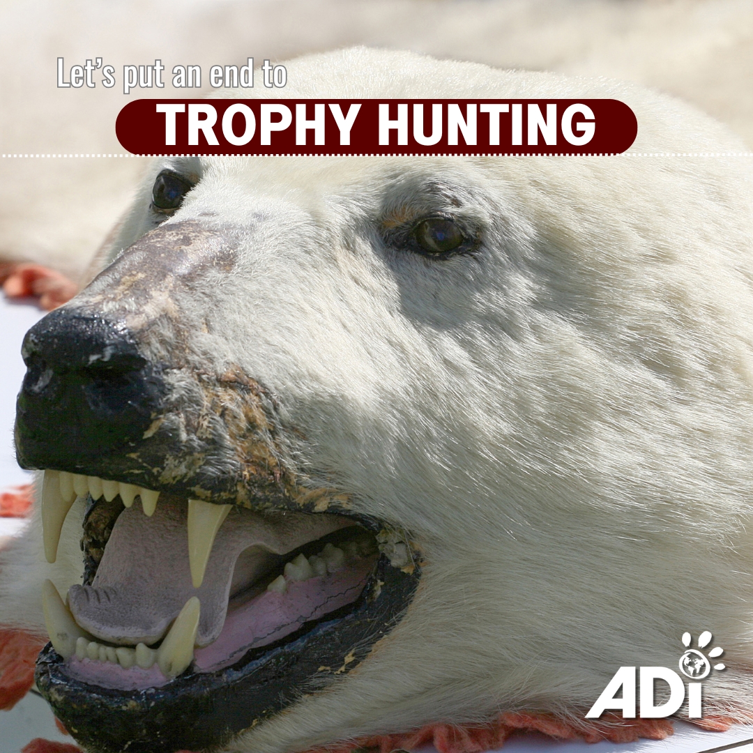 AnimalDefenders's tweet image. STOP THE TOURISTS WHO KILL FOR FUN. 
We await the reintroduction of a trophy hunting import ban to the new UK Parliament. See comments to take action TODAY.

#stoptrophyhunting #stopcannedhunting #notrophyhunting