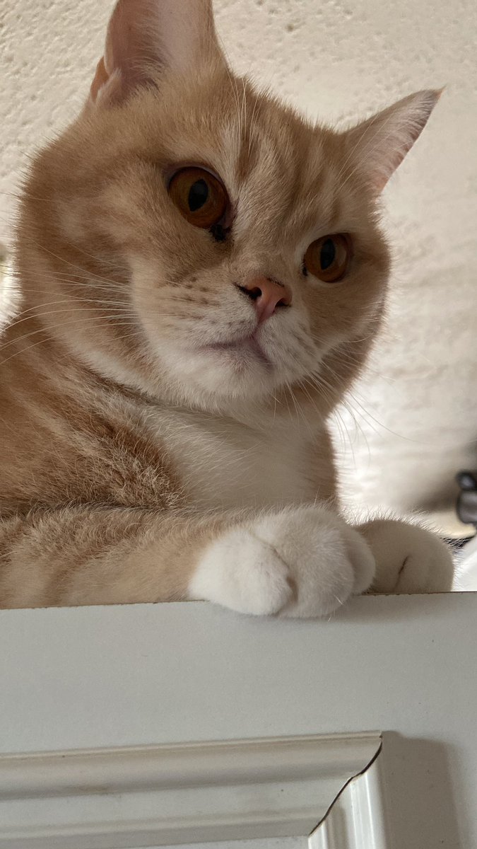 teddyboy972's tweet photo. Awww it’s Bailey… https://t.co/0uuoQOWvw9