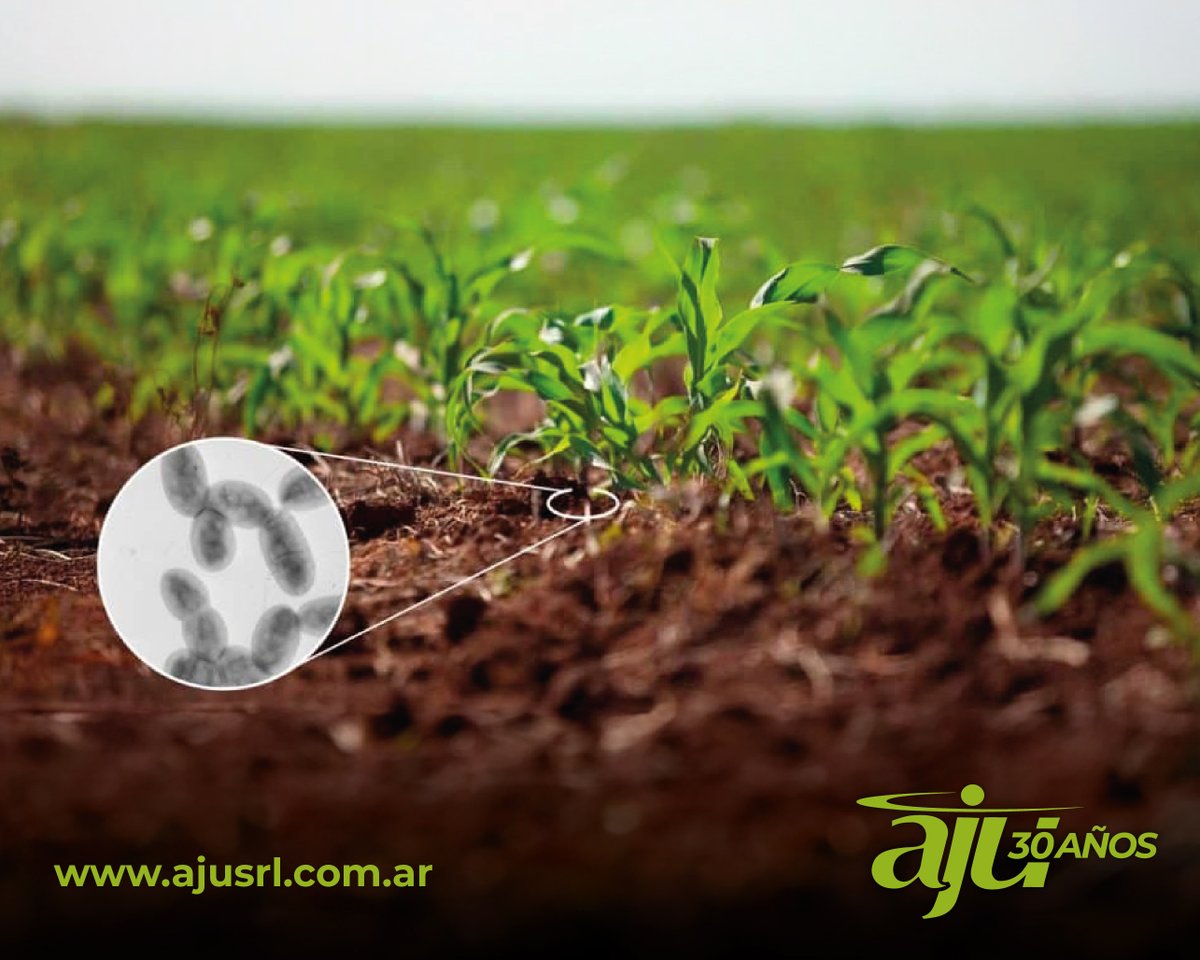AJUSRL's tweet photo. EL CICLO DEL NITRÓGENO
¿Cómo sería el ciclo del nitrógeno desde una perspectiva agroecológica y regenerativa?

Mirá la nota completa aquí: https://t.co/FuhcGfUede
#AJUBio https://t.co/b1ODiQmiIq