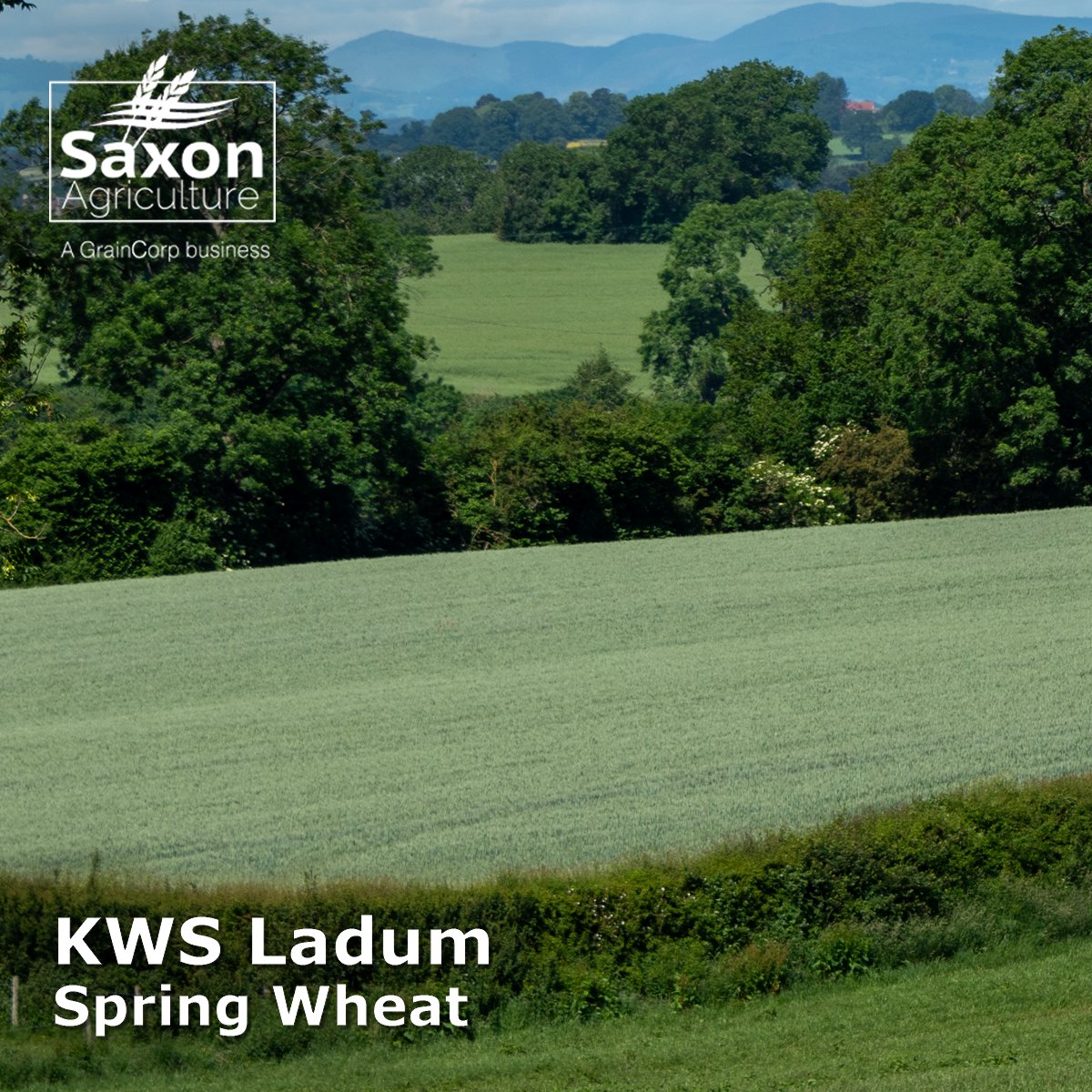 Saxon Agriculture (@saxonag) on Twitter photo KWS Ladum from <a href="/KWSUKLtd/">KWS UK Ltd</a> is a high-yielding Group 1 (breadmaking) Spring Wheat. KWS Ladum has good all-round disease resistance and a low lodging score. Contact your Saxon representative for seed and buyback options. KWS Ladum from <a href="/KWSUKLtd/">KWS UK Ltd</a> is a high-yielding Group 1 (breadmaking) Spring Wheat. KWS Ladum has good all-round disease resistance and a low lodging score. Contact your Saxon representative for seed and buyback options.
