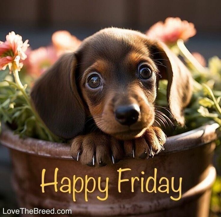 DaniJ65974055's tweet photo. Happy Friday everyone ๐
Hope you all have a wonderful day ๐
#BeUnderstanding
#RespectTheChoicesAndDecisionsOfOthers
#KindnessMatters https://t.co/FrPuHzUSqu