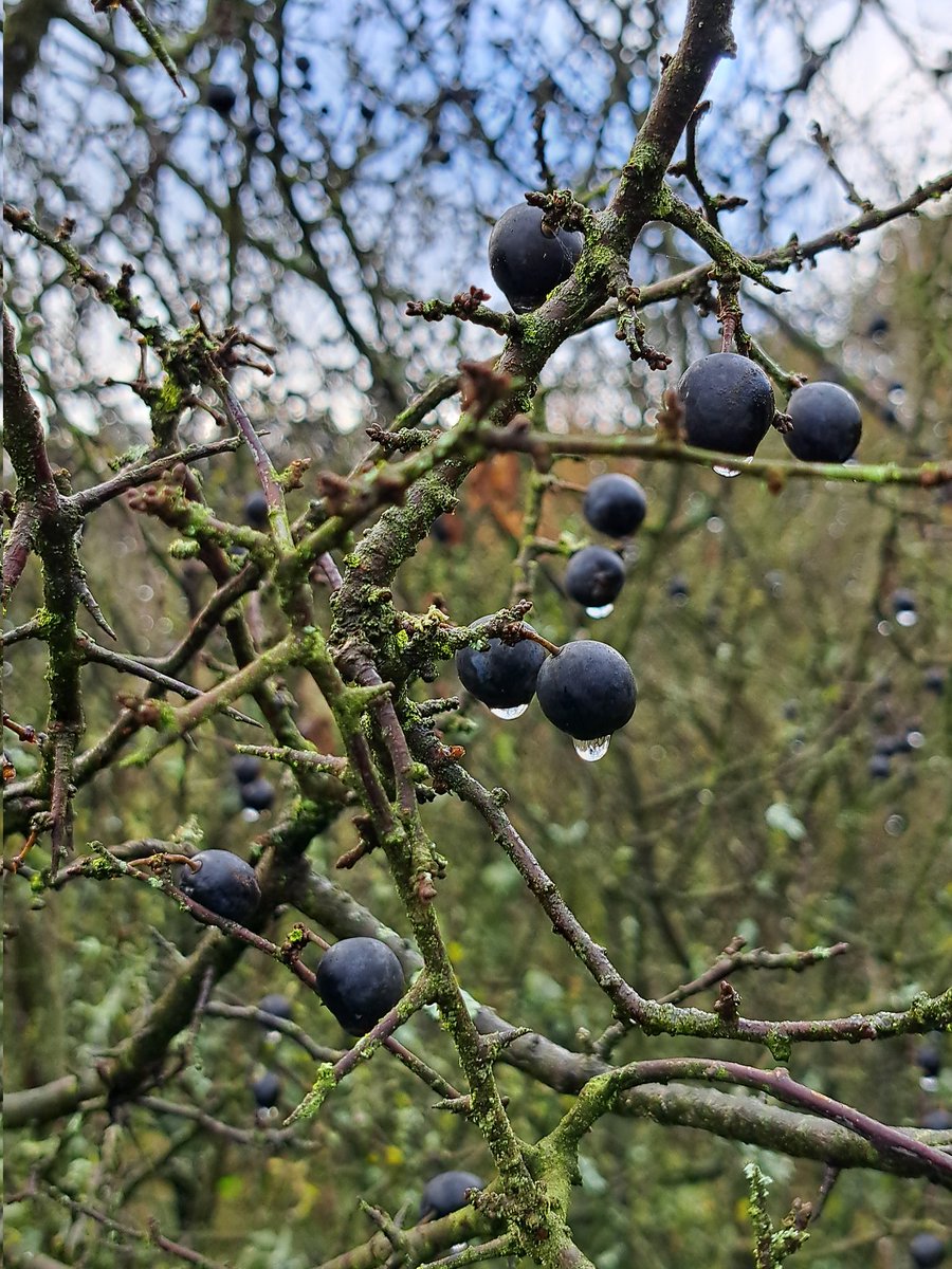 TheoJans1's tweet photo. Oogstwerk langs de Overijsselse Vecht.

De pruimpjes van die fraaie maar stekelige Sleedoorn (Prunus spinosa).

Ter behoud en vermeerdering.

Levende #genenbank @staatsbosbeheer 

👨🏻‍🌾🌱🌱🌿🌳🌳🌳🌥 https://t.co/OKEtvhRDsT