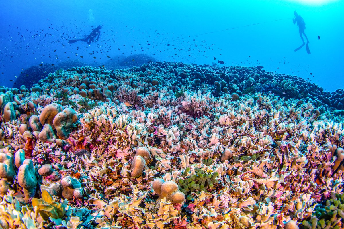 Vert_le_media's tweet photo. 🪸 Le plus grand corail du monde a été découvert à proximité des Îles Salomon, dans le Pacifique lors d’une expédition scientifique menée par la chaîne de télévision National geographic.

Plus d'infos dans notre édition du jour 👉 https://t.co/0dWZzjMwVd https://t.co/ON4O3Bc0KS