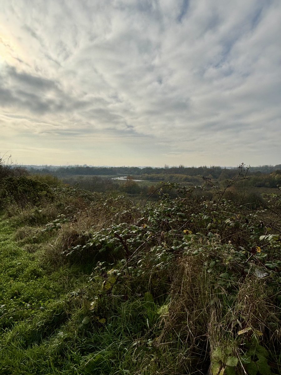 Steve Chapman tweet media