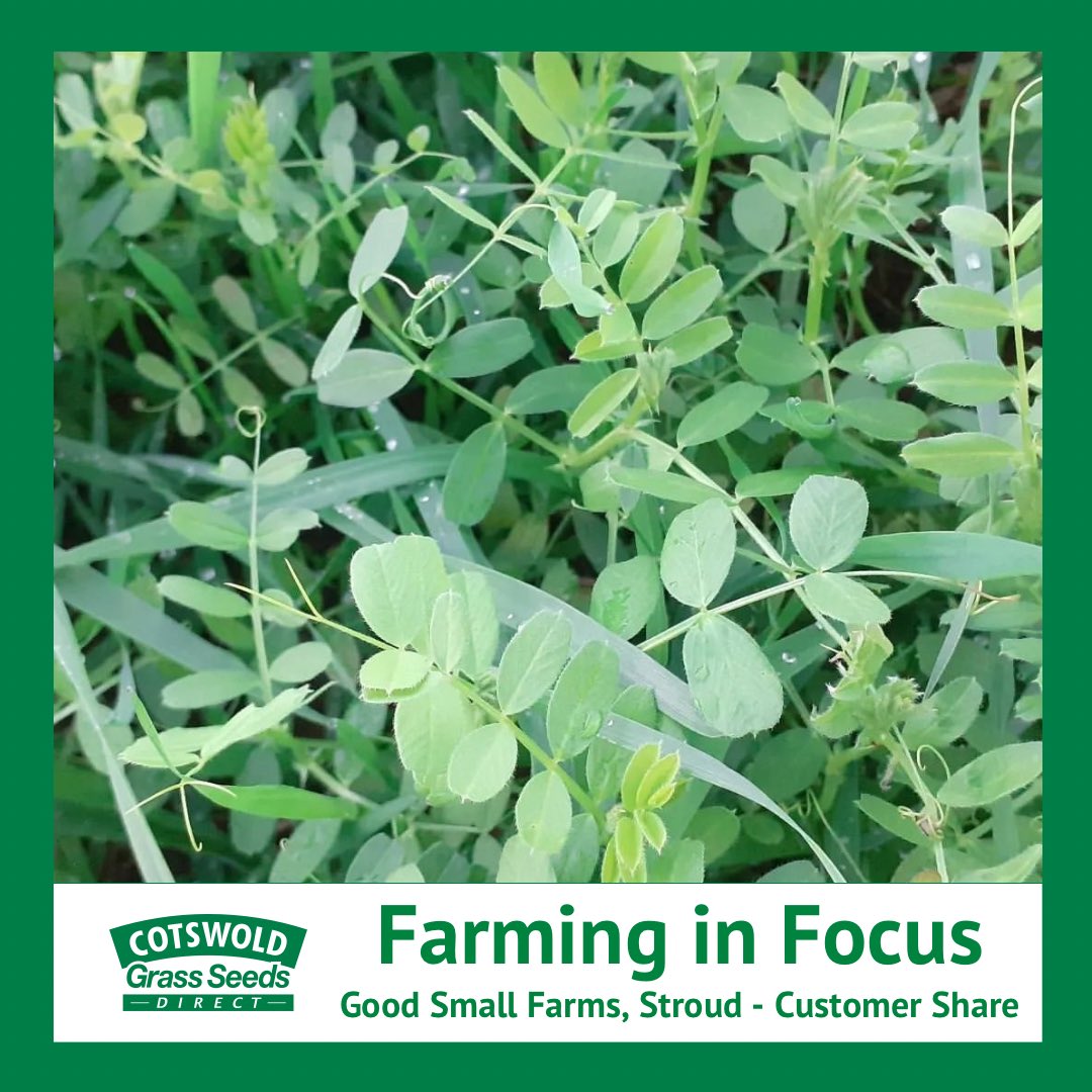 CotswoldSeeds's tweet photo. Throwback to #goodsmallfarms vetch 🤩!
“It’s part of one of the green manure mixes we have put down this year. We want to integrate them in a big way all over the farm and market garden, so lots to learn and observe🍀”
#vetch #greenmanures #regenfarming #nitrogenfixing #legume https://t.co/MoN7d7A49O