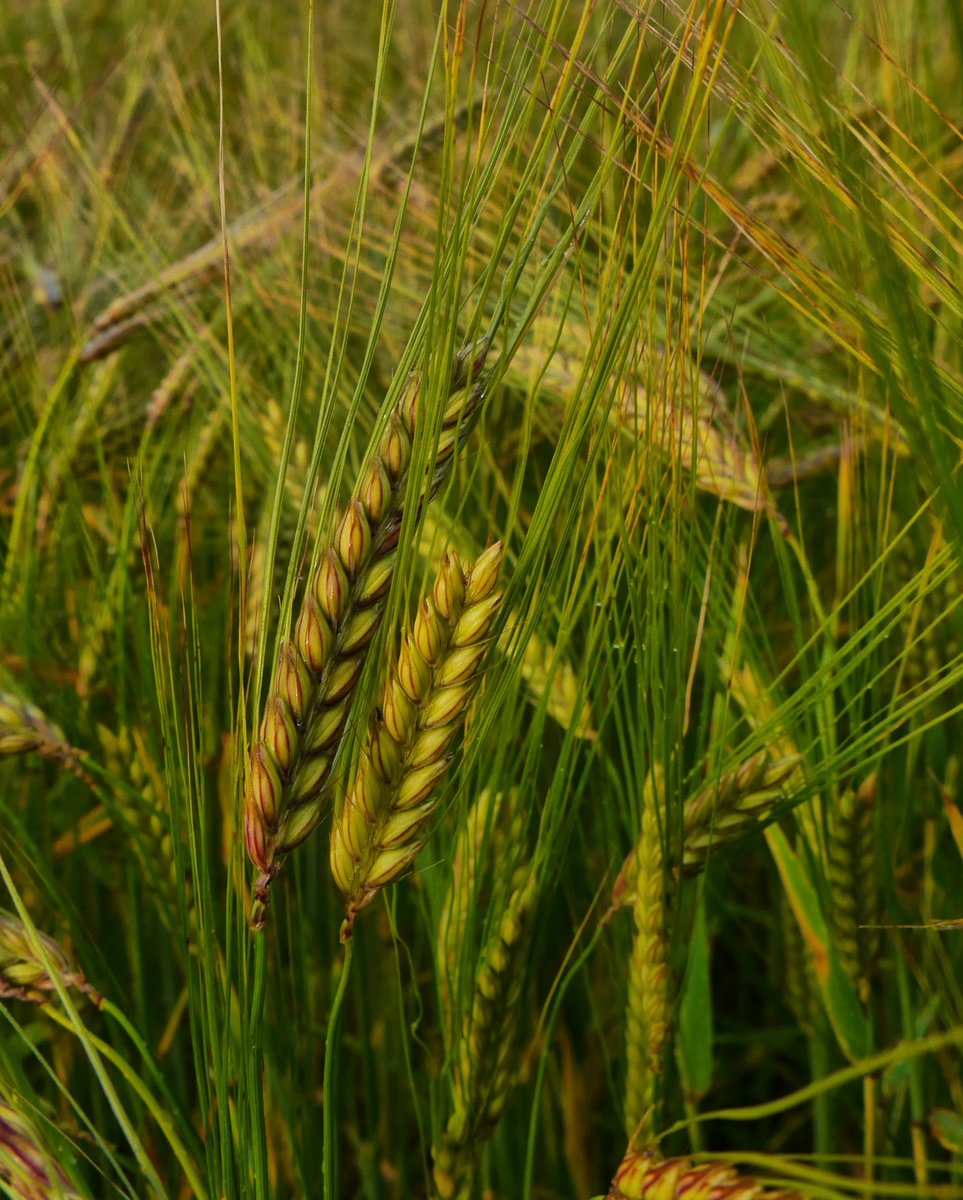 Paul Shaw (@pauldshaw) on Twitter photo We have an AI/Data Sciences/Informatics based PhD oppertunity coming up working with my team within the <a href="/IntBarleyHub/">International Barley Hub</a> at <a href="/JamesHuttonInst/">James Hutton Institute</a> in Dundee. For additional information see details here and feel free to get in touch with myself or <a href="/BazRaubach/">Sebastian Raubach @BazRaubach.bsky.social</a>!
findaphd.com/phds/project/b… We have an AI/Data Sciences/Informatics based PhD oppertunity coming up working with my team within the <a href="/IntBarleyHub/">International Barley Hub</a> at <a href="/JamesHuttonInst/">James Hutton Institute</a> in Dundee. For additional information see details here and feel free to get in touch with myself or <a href="/BazRaubach/">Sebastian Raubach @BazRaubach.bsky.social</a>!
findaphd.com/phds/project/b…