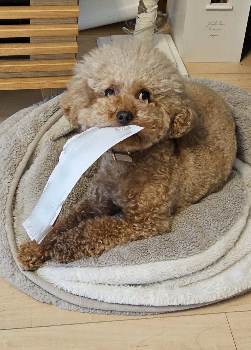 Cocomona9653's tweet photo. お手紙どろぼーしちゃうあんじゅ🐶
#トイプードル
#あんじゅ
#どろぼーーう https://t.co/SbFWy44ypm