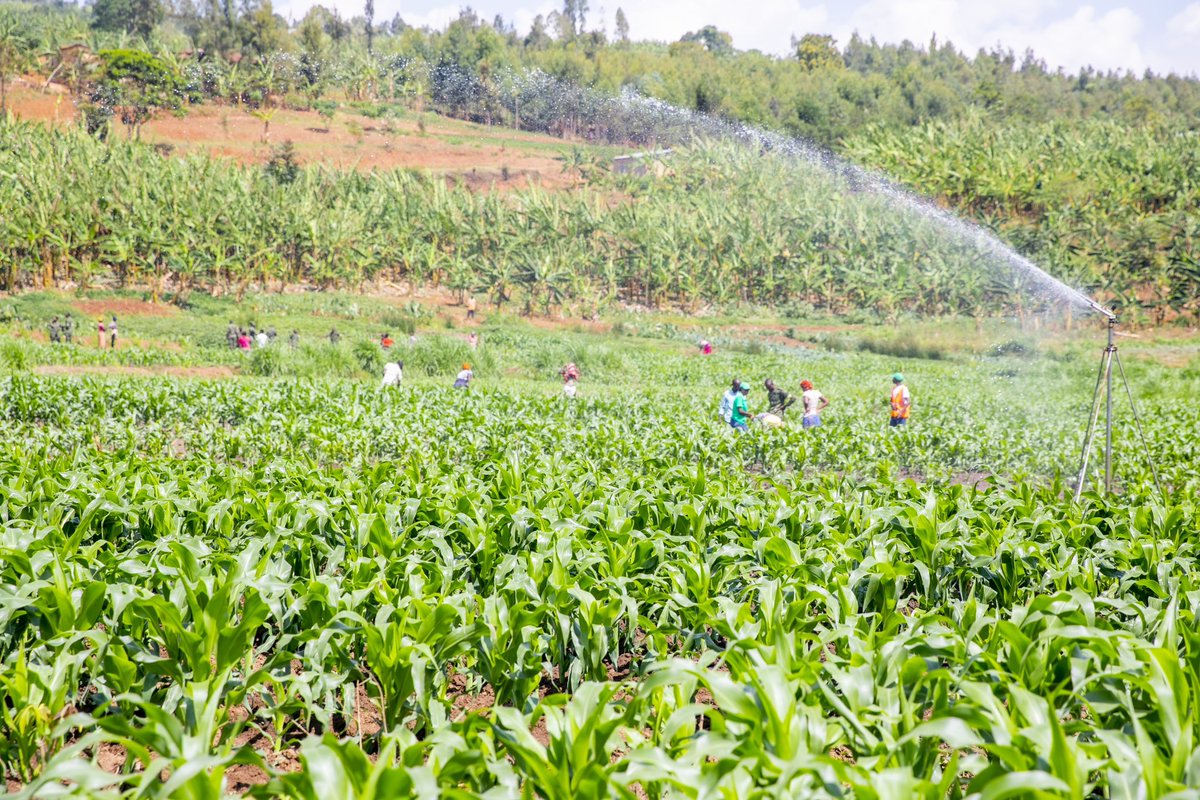 RwandaAgri's tweet photo. Muhinzi, uyu munsi wibutse gusura umurima wawe? Gusura umurima bifasha umuhinzi gukurikirana ubuzima bw’ibihingwa, no kumenya ko nta byonnyi cyangwa indwara birimo.
Igihe cyose ugize ikibazo, wifuza ubujyanama duhamagare ku murongo utishyurwa 4127. #TurakumvaMuhinziMworozi https://t.co/gGrQXrNTQ5
