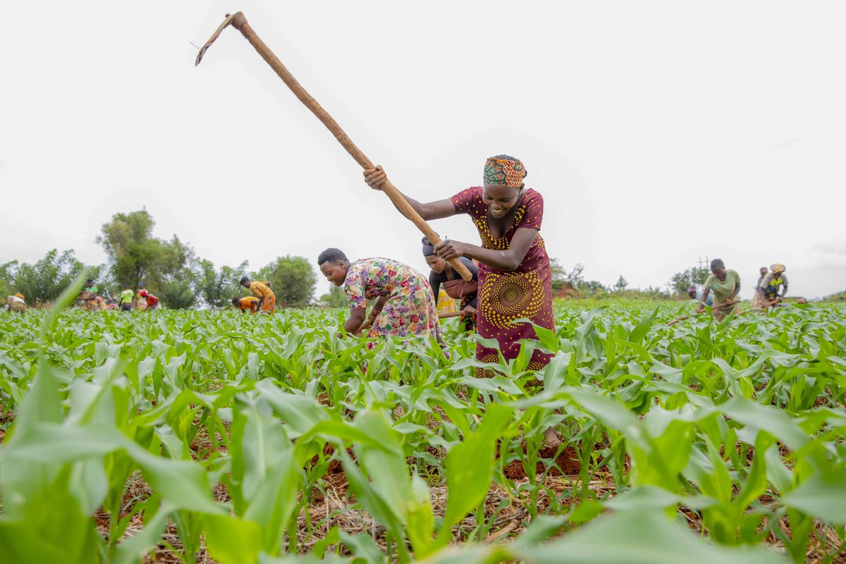 RwandaAgri's tweet photo. Muhinzi, uyu munsi wibutse gusura umurima wawe? Gusura umurima bifasha umuhinzi gukurikirana ubuzima bw’ibihingwa, no kumenya ko nta byonnyi cyangwa indwara birimo.
Igihe cyose ugize ikibazo, wifuza ubujyanama duhamagare ku murongo utishyurwa 4127. #TurakumvaMuhinziMworozi https://t.co/gGrQXrNTQ5