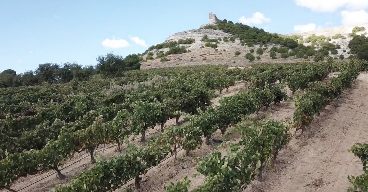 The_Buyer (@thebuyer11) on Twitter photo Ahead of next week's <a href="/timatkin/">Tim Atkin</a> #RiberadelDuero2024Selection tasting <a href="/mrvinosaurus/">David Kermode</a> visits the region to see all its diversity for himself & discusses its future premium wine potential with <a href="/AlmuVino/">Almudena Alberca MW</a> & top winemaker Peter Sisseck of #DominiodePingus the-buyer.net/insight/david-… Ahead of next week's <a href="/timatkin/">Tim Atkin</a> #RiberadelDuero2024Selection tasting <a href="/mrvinosaurus/">David Kermode</a> visits the region to see all its diversity for himself & discusses its future premium wine potential with <a href="/AlmuVino/">Almudena Alberca MW</a> & top winemaker Peter Sisseck of #DominiodePingus the-buyer.net/insight/david-…