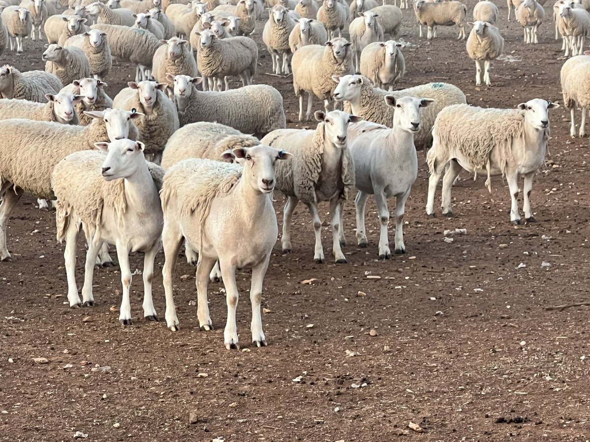 James Brady. 🇦🇺🤔👨🌾 tweet media