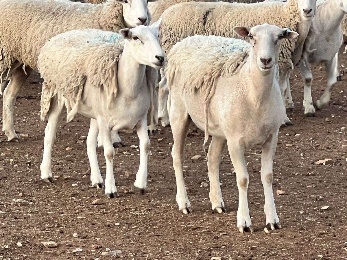 James Brady. 🇦🇺🤔👨🌾 tweet media