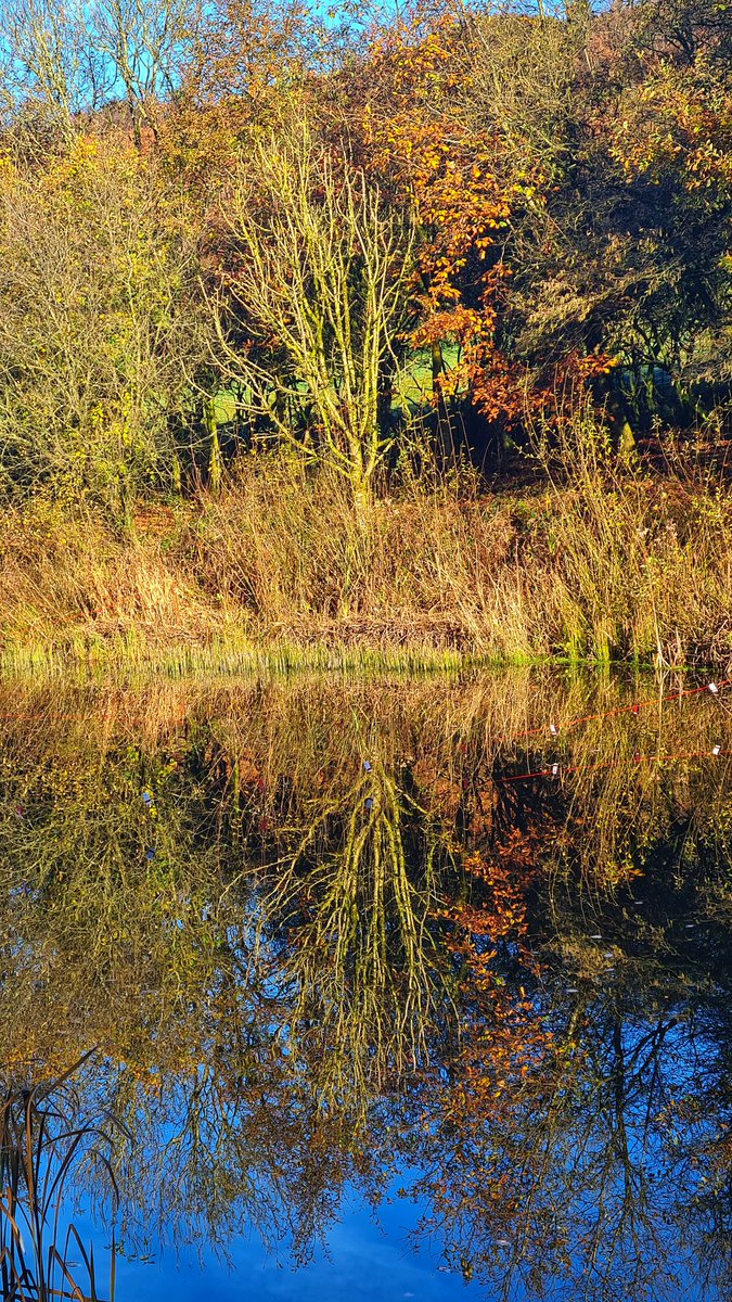 Glorious Autumnal colours yesterday ..... but couldn't see your hand in front of your face 24hrs later !!!
#autumnleaves #autumn #morningwalk #Lancashire #countryside