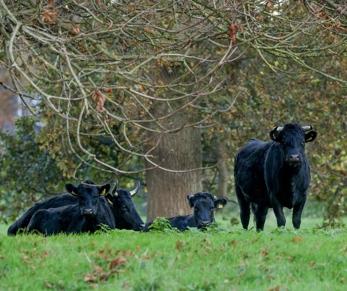 President of Ireland tweet media