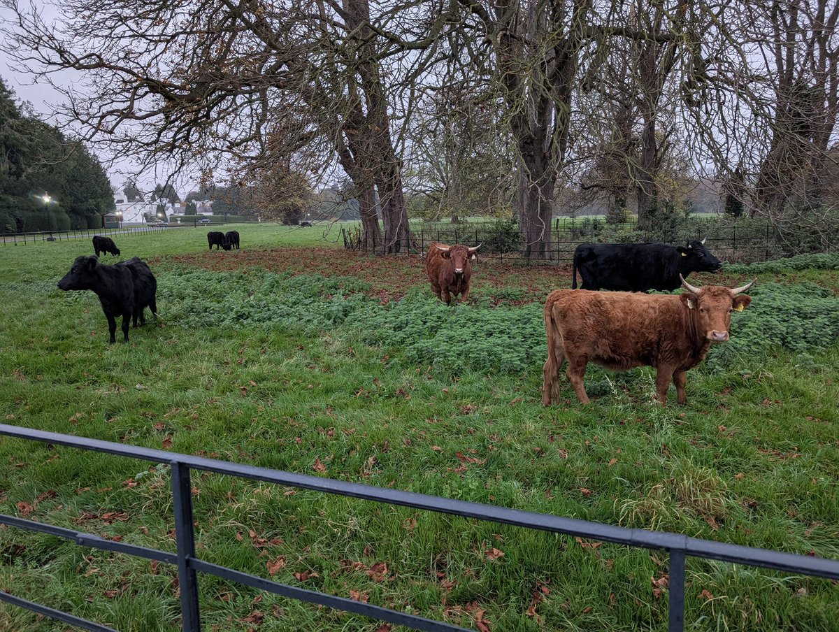 President of Ireland tweet media