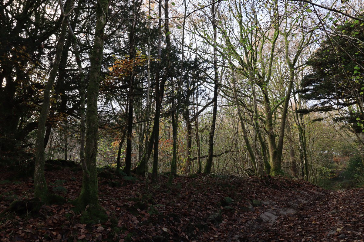 lanxmak's tweet photo. Little stroll through some local woods the other day. I often wonder about the people who used these old roads. In this case, probably folks on their way to church (Holy Trinity, Colton). https://t.co/P05WetIcGr
