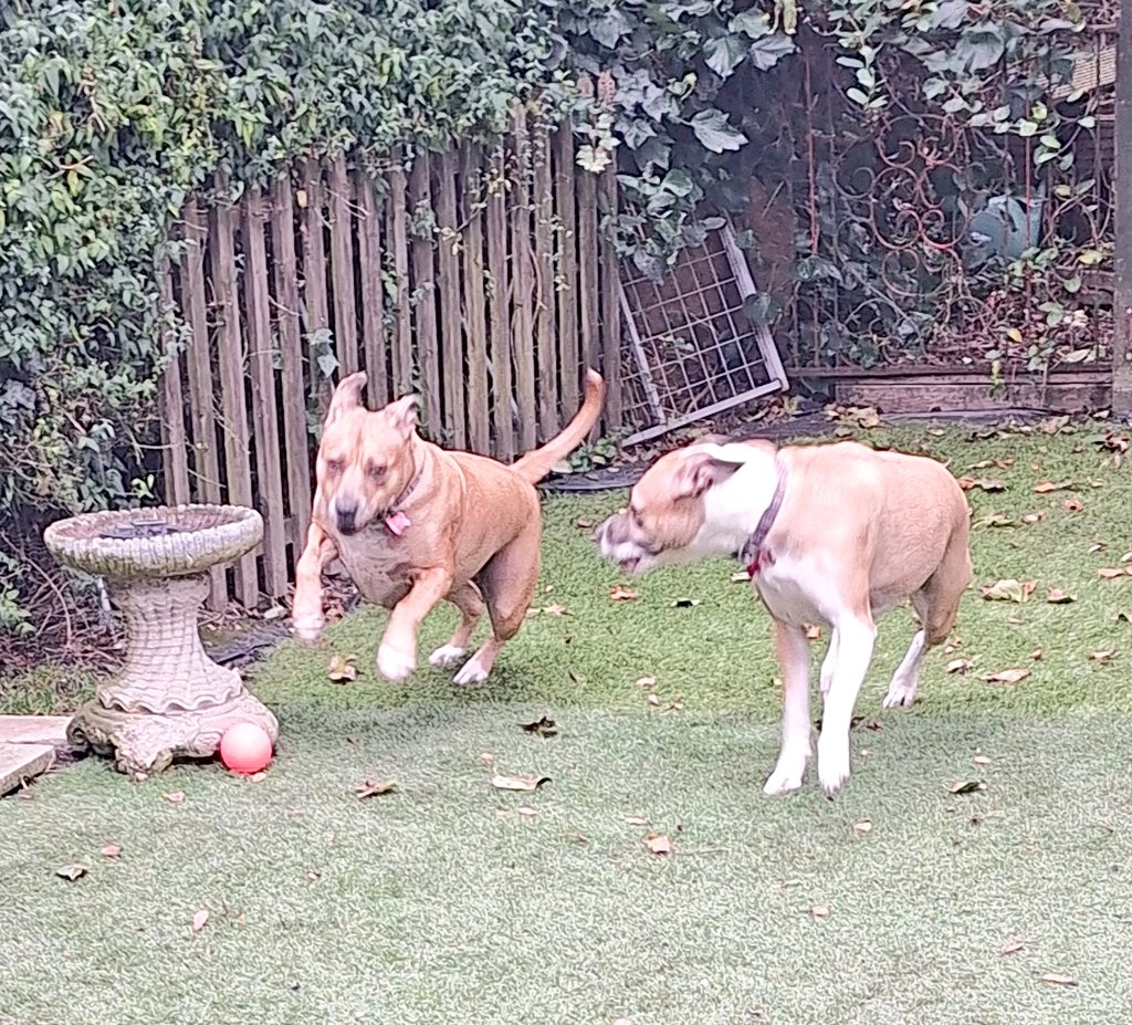 Ronnie Rose, Georgie & 🌈MaggieDaAngelHarris tweet media